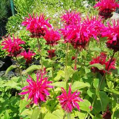 Zavinutka podvojná 'Knight Rose' - Monarda didyma 'Knight Rose'