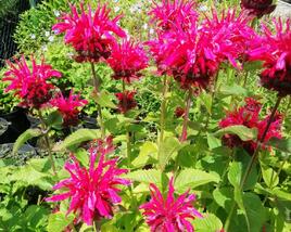 Zavinutka podvojná 'Knight Rose'