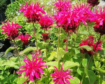 Zavinutka podvojná 'Knight Rose'