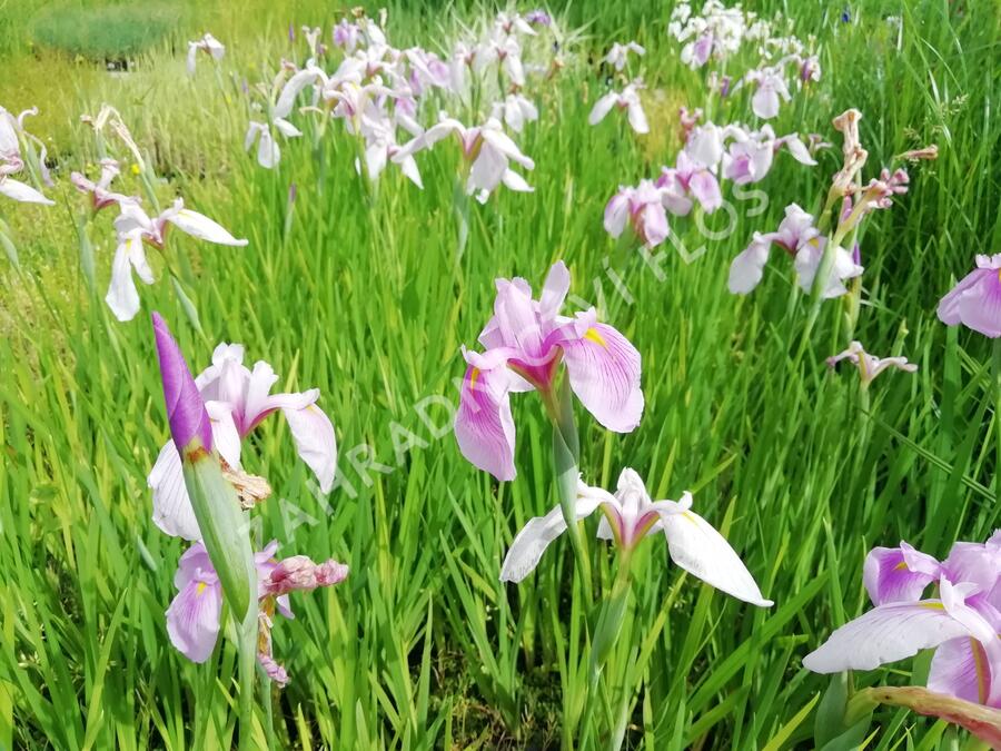 Kosatec mečovitý 'Momogasumi' - Iris ensata 'Momogasumi'