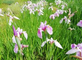 Kosatec mečovitý 'Momogasumi' - Iris ensata 'Momogasumi'