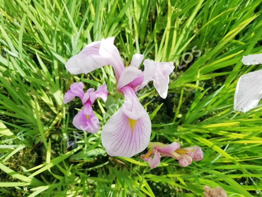 Kosatec mečovitý 'Momogasumi' - Iris ensata 'Momogasumi'