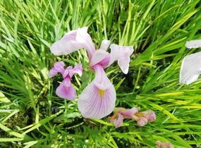 Kosatec mečovitý 'Momogasumi' - Iris ensata 'Momogasumi'