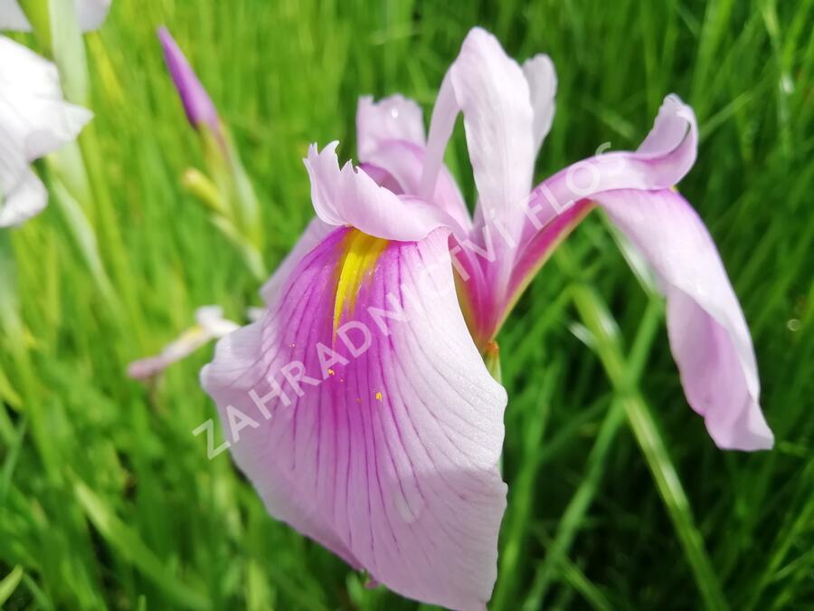 Kosatec mečovitý 'Momogasumi' - Iris ensata 'Momogasumi'