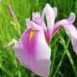 Kosatec mečovitý 'Momogasumi' - Iris ensata 'Momogasumi'