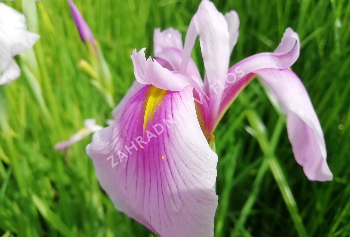 Kosatec mečovitý 'Momogasumi' - Iris ensata 'Momogasumi'