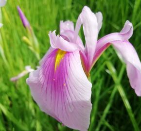 Kosatec mečovitý 'Momogasumi' - Iris ensata 'Momogasumi'