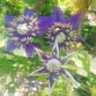 Plamének 'Taiga' - Clematis 'Taiga'