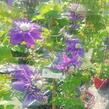 Plamének 'Taiga' - Clematis 'Taiga'