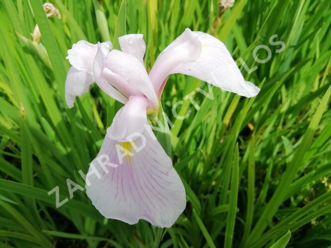 Kosatec mečovitý 'Topas' - Iris ensata 'Topas'