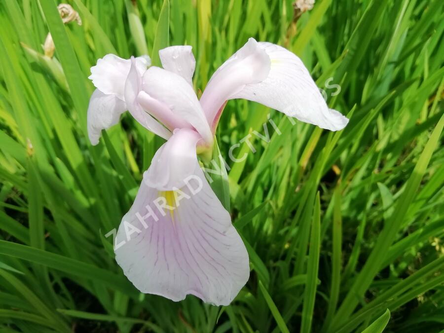 Kosatec mečovitý 'Topas' - Iris ensata 'Topas'