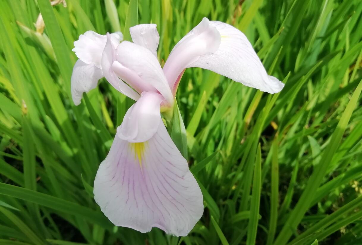 Kosatec mečovitý 'Topas' - Iris ensata 'Topas'