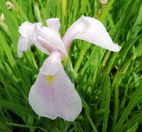 Kosatec mečovitý 'Topas' - Iris ensata 'Topas'