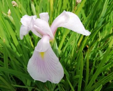 Kosatec mečovitý 'Topas'