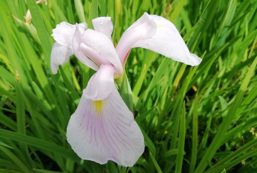 Kosatec mečovitý 'Topas' - Iris ensata 'Topas'