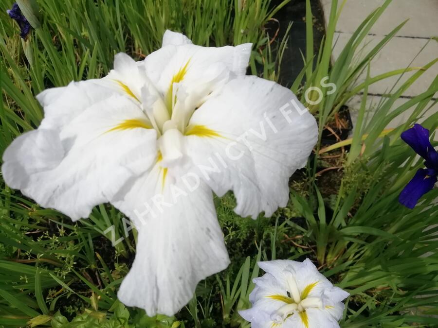 Kosatec mečovitý 'Golden Bound' - Iris ensata 'Golden Bound'