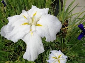 Kosatec mečovitý 'Golden Bound' - Iris ensata 'Golden Bound'