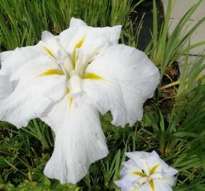 Kosatec mečovitý 'Golden Bound' - Iris ensata 'Golden Bound'