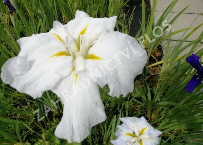 Kosatec mečovitý 'Golden Bound' - Iris ensata 'Golden Bound'