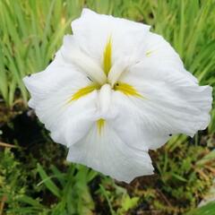 Kosatec mečovitý 'Golden Bound' - Iris ensata 'Golden Bound'