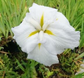 Kosatec mečovitý 'Golden Bound' - Iris ensata 'Golden Bound'