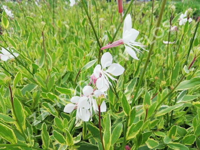 Svíčkovec 'Corrie's Gold' - Gaura lindheimeri 'Corrie's Gold'