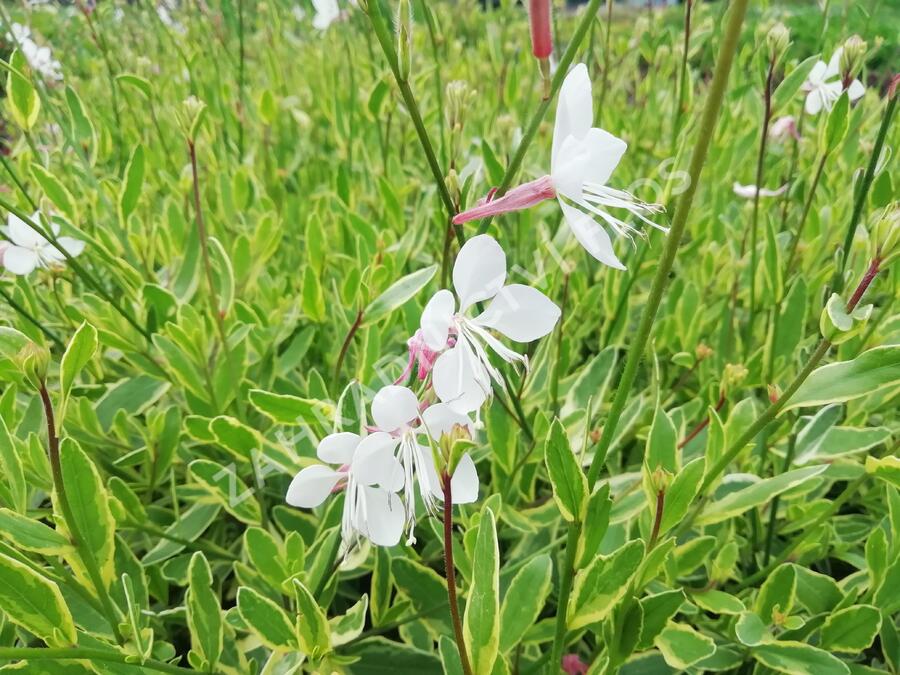 Svíčkovec 'Corrie's Gold' - Gaura lindheimeri 'Corrie's Gold'