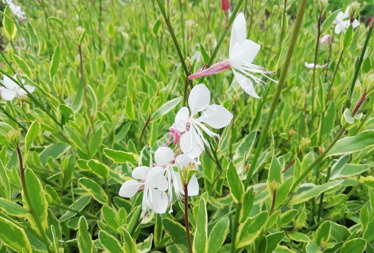 Svíčkovec 'Corrie's Gold' - Gaura lindheimeri 'Corrie's Gold'