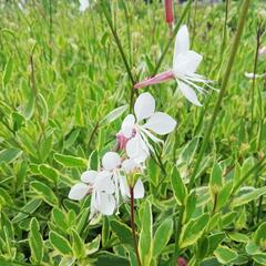 Svíčkovec 'Corrie's Gold' - Gaura lindheimeri 'Corrie's Gold'