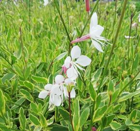 Svíčkovec 'Corrie's Gold' - Gaura lindheimeri 'Corrie's Gold'