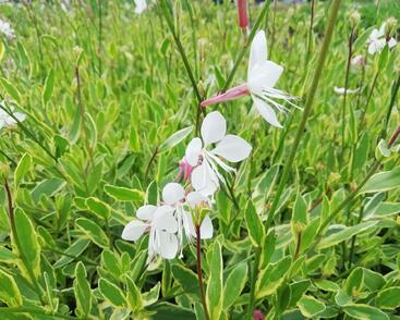 Svíčkovec 'Corrie's Gold'