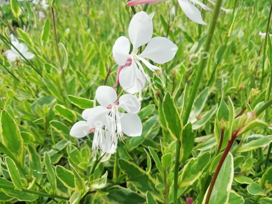 Svíčkovec 'Corrie's Gold' - Gaura lindheimeri 'Corrie's Gold'