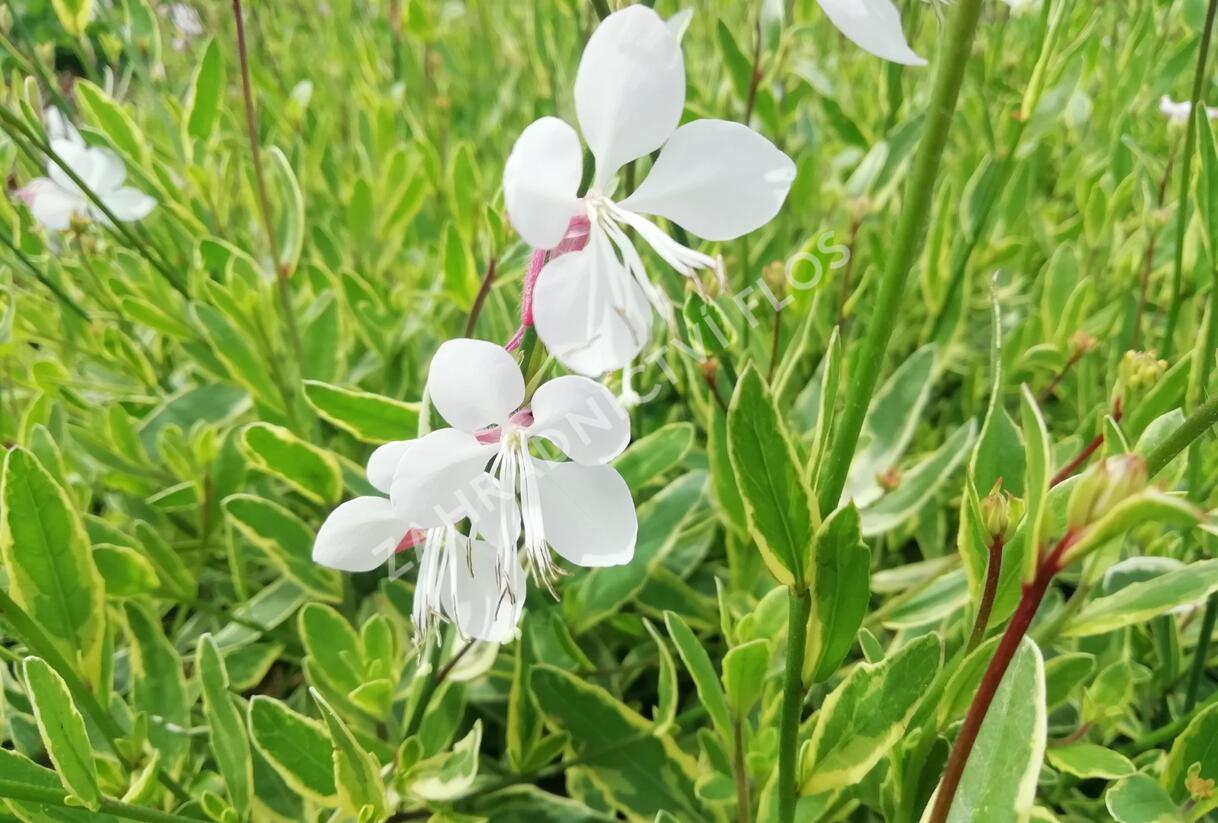 Svíčkovec 'Corrie's Gold' - Gaura lindheimeri 'Corrie's Gold'