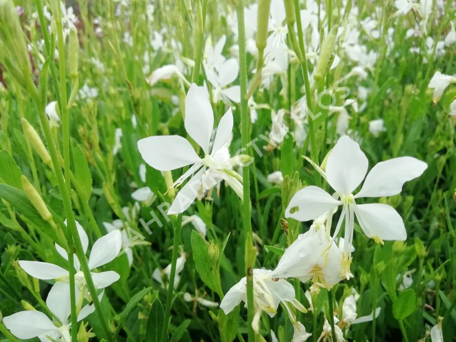 Svíčkovec 'Snowbird' - Gaura lindheimeri 'Snowbird'