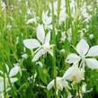 Svíčkovec 'Snowbird' - Gaura lindheimeri 'Snowbird'