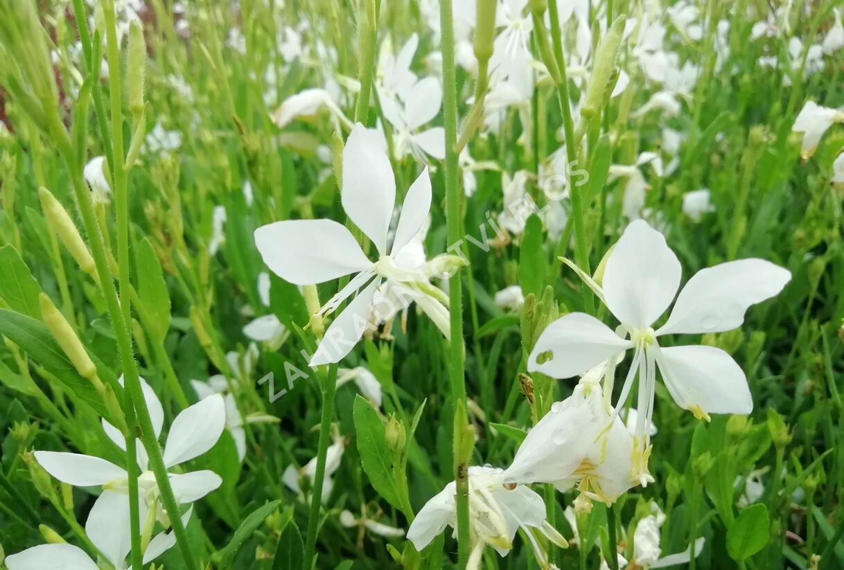 Svíčkovec 'Snowbird' - Gaura lindheimeri 'Snowbird'