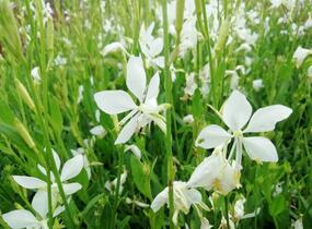 Svíčkovec 'Snowbird' - Gaura lindheimeri 'Snowbird'