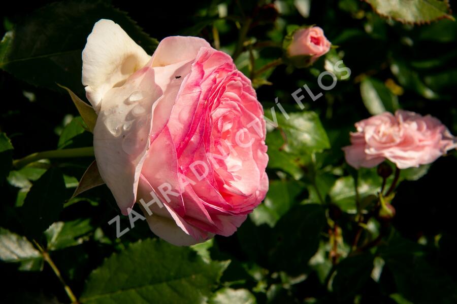 Svíčkovec 'Snowbird' - Gaura lindheimeri 'Snowbird'