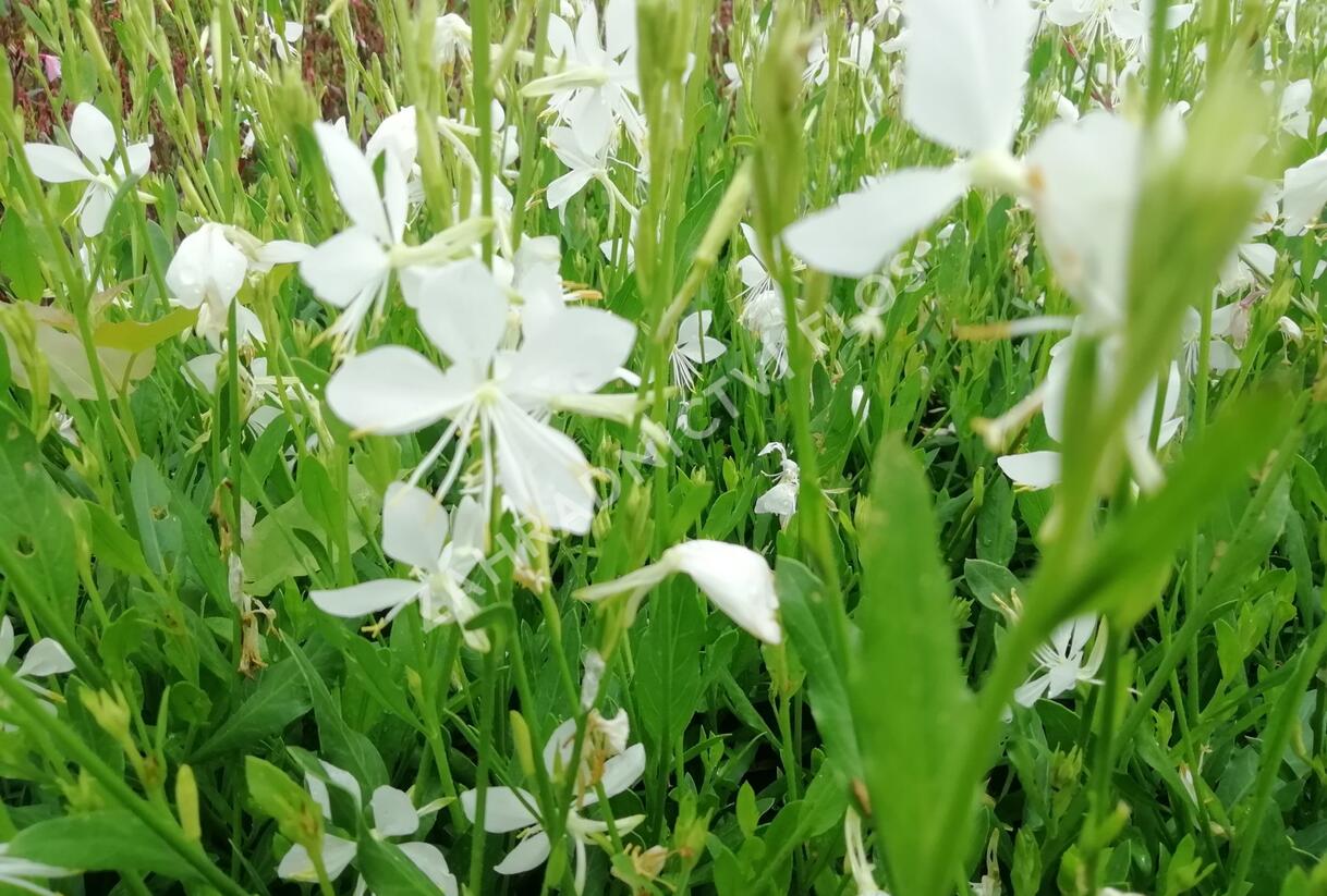 Svíčkovec 'Snowbird' - Gaura lindheimeri 'Snowbird'