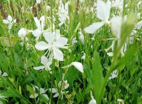 Svíčkovec 'Snowbird' - Gaura lindheimeri 'Snowbird'