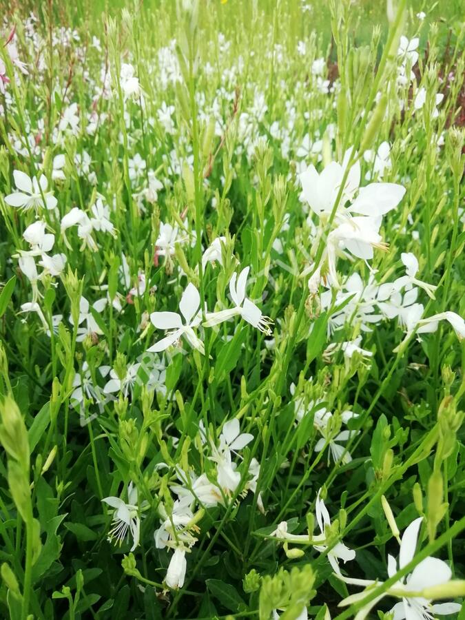 Svíčkovec 'Snowbird' - Gaura lindheimeri 'Snowbird'