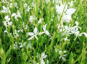 Svíčkovec 'Snowbird' - Gaura lindheimeri 'Snowbird'