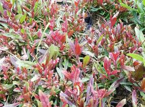 Svíčkovec 'Tutti Frutti' - Gaura lindheimeri 'Tutti Frutti'