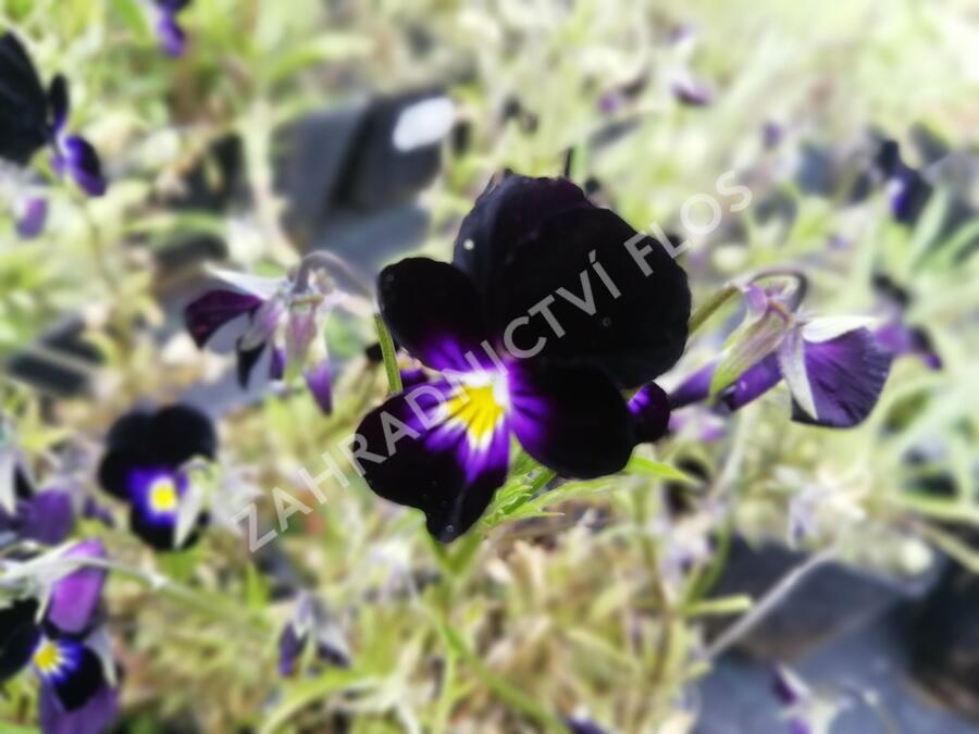 Violka růžkatá 'Bowles Black' - Viola cornuta 'Bowles Black'