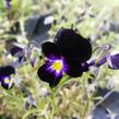 Violka růžkatá 'Bowles Black' - Viola cornuta 'Bowles Black'