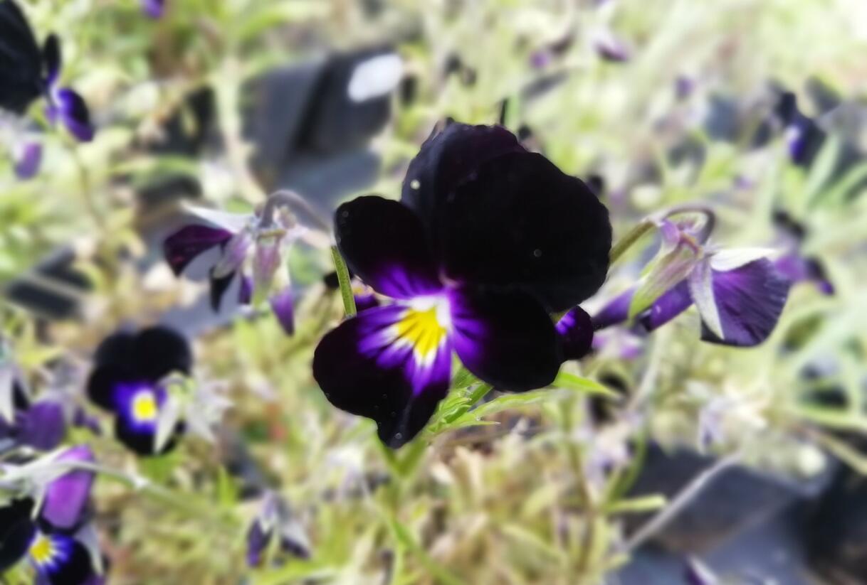 Violka růžkatá 'Bowles Black' - Viola cornuta 'Bowles Black'