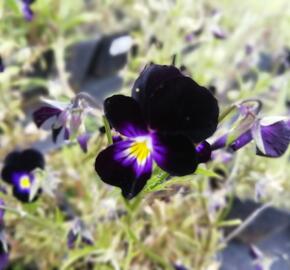 Violka růžkatá 'Bowles Black' - Viola cornuta 'Bowles Black'
