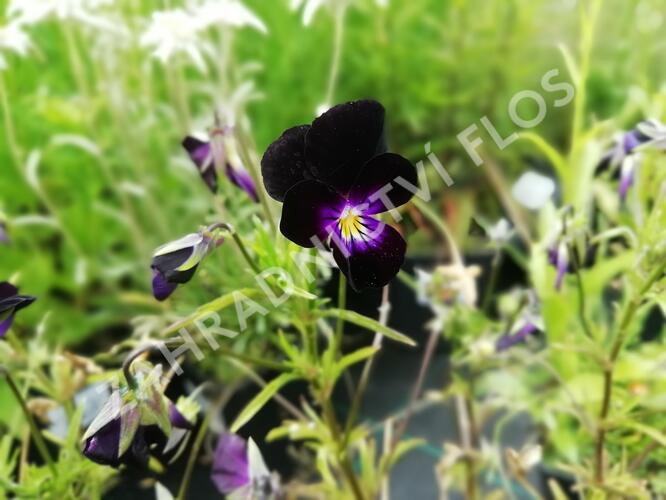 Violka růžkatá 'Bowles Black' - Viola cornuta 'Bowles Black'