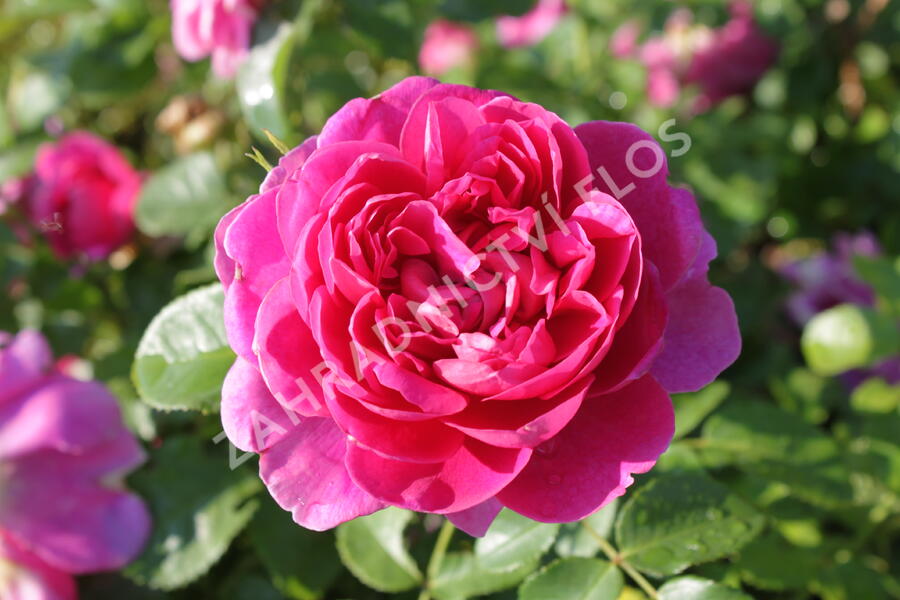 Violka růžkatá 'Bowles Black' - Viola cornuta 'Bowles Black'