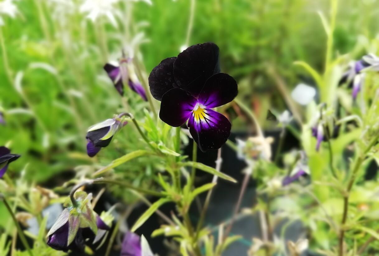 Violka růžkatá 'Bowles Black' - Viola cornuta 'Bowles Black'
